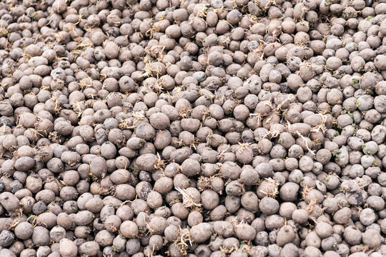 Harvesting and agriculture. Potato plantation at farm. Background harvest. Potato harvest background. Agriculture and cultivation. Potato background at agricultural farm. Village life