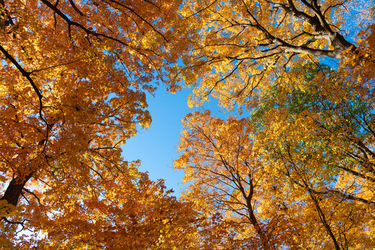 Autumn tree. Nature in fall season. Autumnal sunny day. Seasonal leaves on tree. Natural autumn leaves. Autumn beauty of nature. Fall season nature. Fall leaves of tree. Windy path
