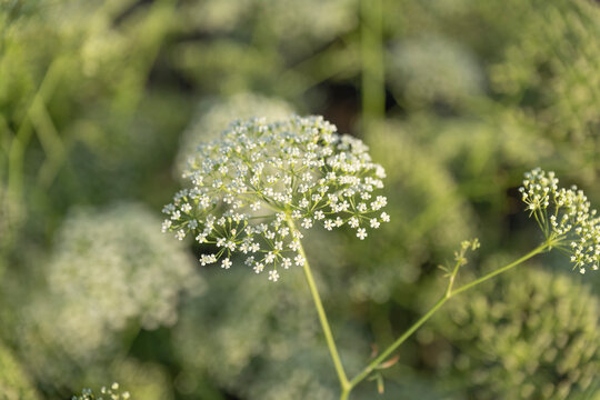 Anise flower. White flowering aniseed. Flower bloom in nature. Anise in the nature. Blooming flower at summer. Spring blossom of flowering Anix plant