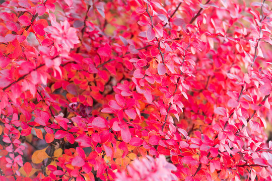 Barberry leaves red color. Nature fall season. Fall season forest. Autumn leaf natural foliage. Autumn nature. Red leaves on barberry bush. Seasonal autumnal bush. Autumn red leaves