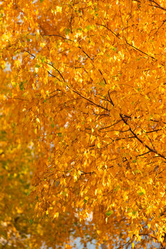 Seasonal autumnal tree. Golden trees. Autumn yellow leaves. Yellow leaves at forest. Nature fall season. Fall season forest. Autumn leaf natural foliage. Autumn nature. Yellow leaves on sunny weather