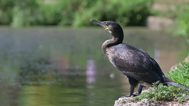 Cormorant (Phalacrocorax carbo) juvenile in closeup by the side of a lake. August, Kent, UK. (Half speed]