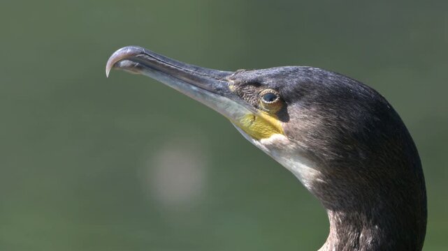 Cormorant (Phalacrocorax carbo) juvenile in closeup. August, Kent, UK. (Half speed]
