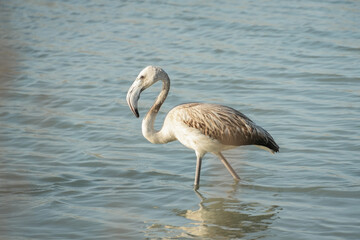 Juvenile flamingo standing in shallow water © Juana