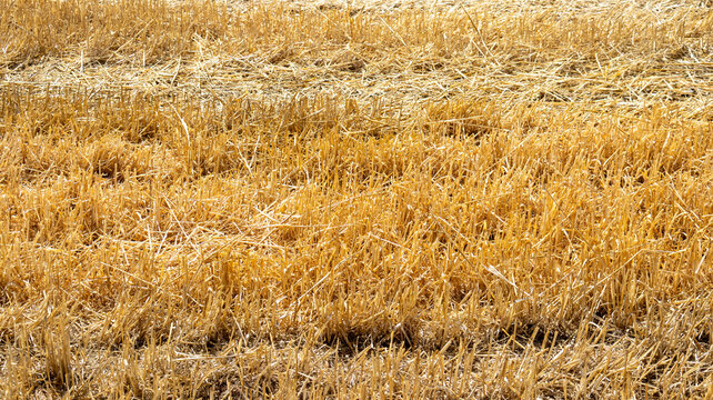 Textura de rastrojo de paja en un campo cosechado