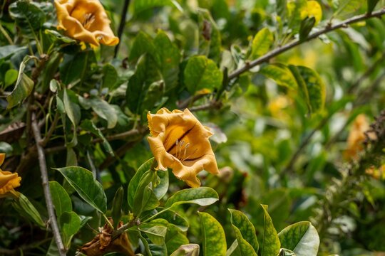 Levada do Bom Sucesso Yellow trumpet flowers in lush green foliage