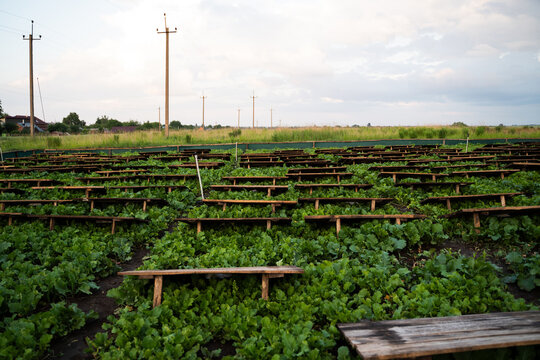 Large open air snail farm with wooden platforms over green vegetation, heliciculture system and sustainable agriculture