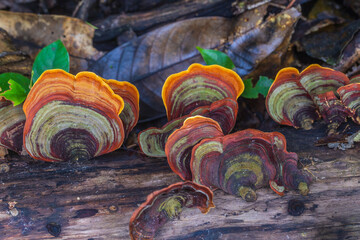 The strange of mushroom in the rainy season in tropical forest. © Nakornthai