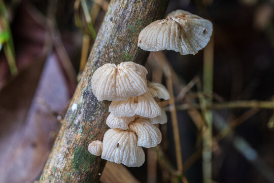The strange of mushroom in the rainy season in tropical forest.