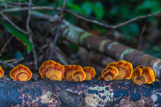 The strange of mushroom in the rainy season in tropical forest.