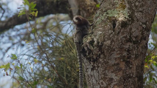 Small monkey with a long ringed tail clings to the lichen covered bark of a tree, green foliage soft behind it in warm afternoon daylight.