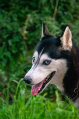 Portrait of a happy black and white Siberian Husky dog with piercing blue eyes and open mouth smiling outdoors in a green garden park with blurred nature background. © AgioiDouloi