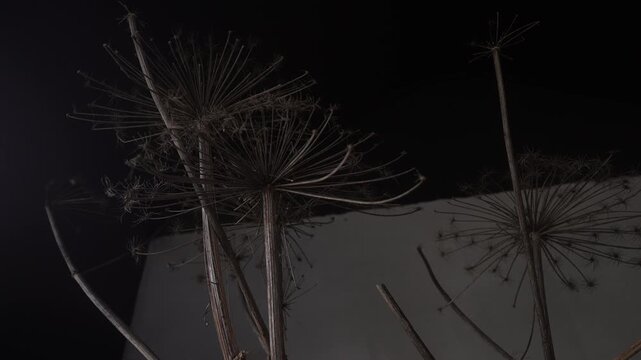 Dried umbel seedheads with subtle reorientation of crowns under low-key studio light, with dried, umbel, seedhead, stem detail, howing botanical, plant, spoke, crown context