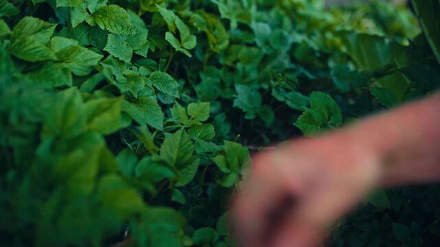 Cropped View Of A Man Harvesting Fresh Mint Leaves By Hand In An Outdoor Growing Area. Close-up Shot