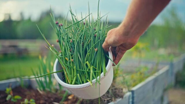 A white pot filled with freshly harvested green chives or spring onions, showing fresh edible herbs and garden produce