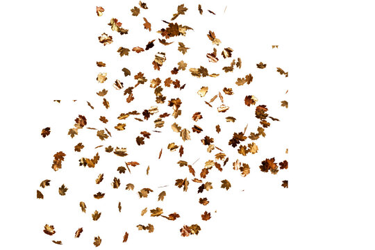 Numerous shimmering golden maple leaves are falling and swirling gracefully against a clean white background, creating a festive and elegant autumn display
