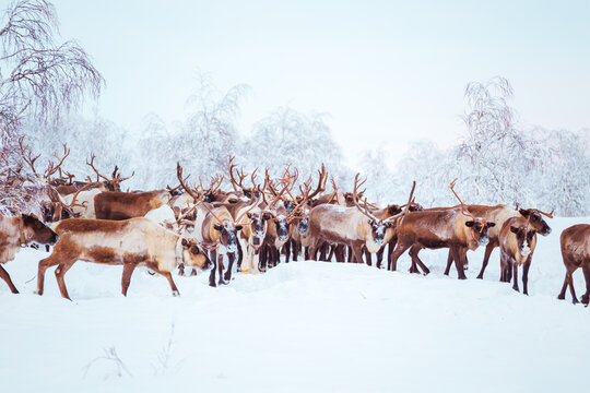 A herd of reindeer wanders through a snowy forest.