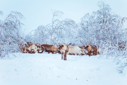 A herd of reindeer wanders through a snowy forest. Life in the Arctic.