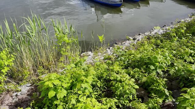 Sunlit riverside embankment with dense green plants, tall reeds, riprap stones and a partially visible moored boat beside gently rippling water.