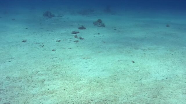 The camera focuses on the ocean floor where sand and rock structures are visible. Creatures move slowly in the background. The light creates shifting shadows on the surface.