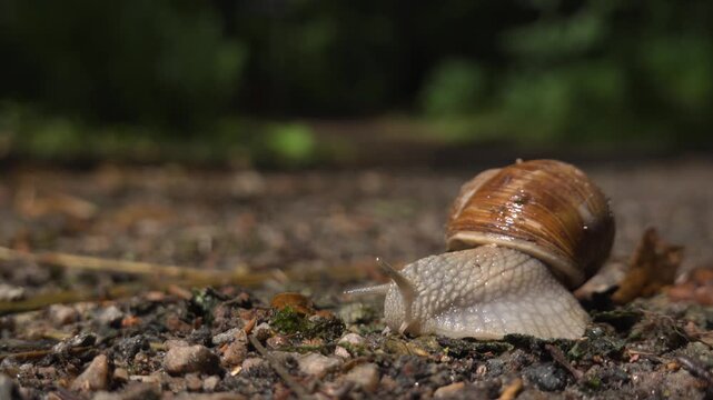 Roman Snail or Burgundy Snail (Helix Pomatia) Feeding on Ground Low Angle 4K Footage. Footage with copy space perfect for biology, ecology, or slow-paced nature content.
