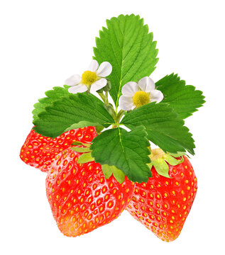 Fresh strawberries with green leaves and white flowers isolated on transparent background, PNG file