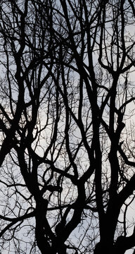 Branches of trees against a cloudy sky in the late afternoon