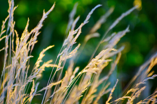 dry grass at sunset on a warm summer evening