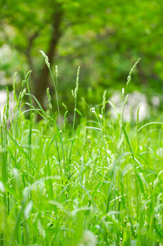 green grass with a beautiful blurry
