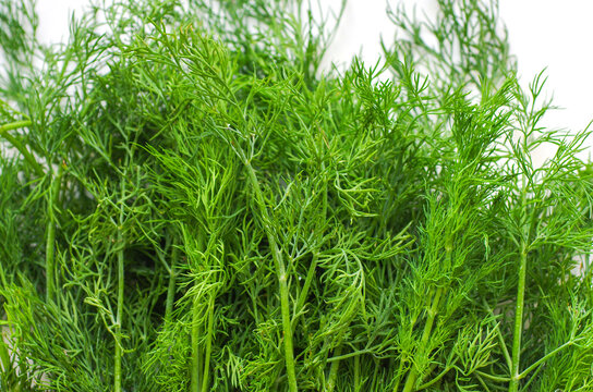 Fresh green dill background texture. Top view.