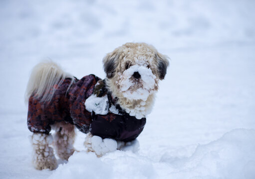 dog in a jacket curious looking around while walking in the winter