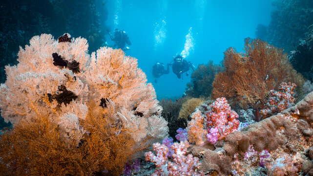 Scuba divers exploring a colorful coral reef at Nyaung Oo Phee Island, Myanmar