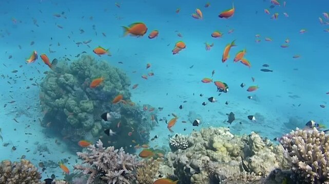 Small orange fish and darker species populate a vibrant tropical coral reef during daylight hours with bright blue water tones and natural textures.
