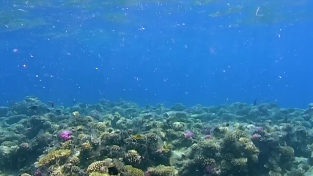 Bright blue water surrounds a diverse reef system in the Red Sea at noon. Small yellow fish swim among textured coral structures while organic particles drift through the ocean column.