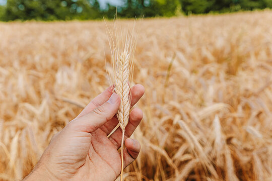 Hand holding a single ripe wheat ear above a golden harvest field, evoking abundance and rural simplicity. Agriculture concept.