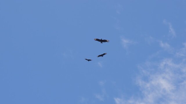 Three black vultures circle on a thermal with wings held flat and still, pale silver patches showing at the wingtips against thin cloud and deep blue sky.