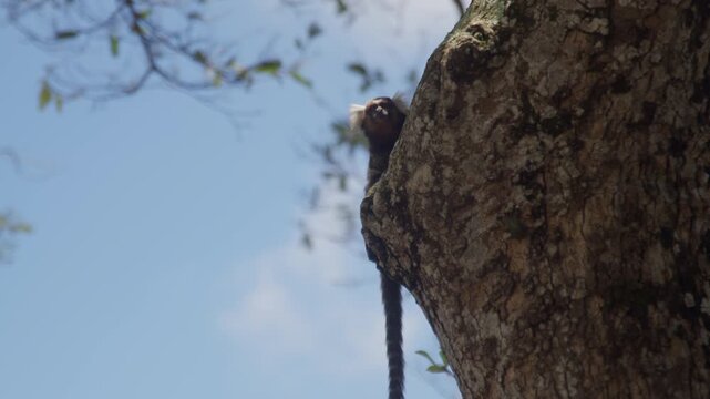 Small monkey pauses high on a rough trunk with its long tail hanging straight down, pale blue sky and thin bare branches filling the space around it.