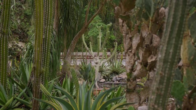 Tall columnar cactus and spiky agave rosettes fill a botanical garden bed, palms and a low wall standing behind them under soft overcast light.