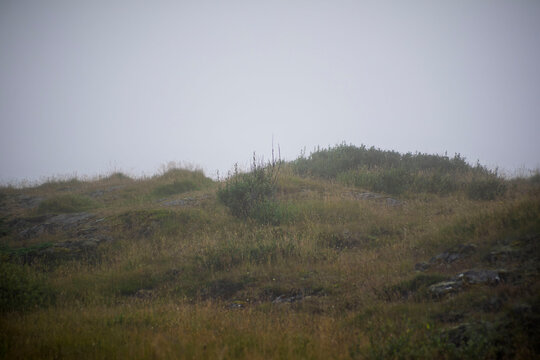 Misty grassy hill with green shrubs and rocks under thick overcast fog in Akranes Iceland
