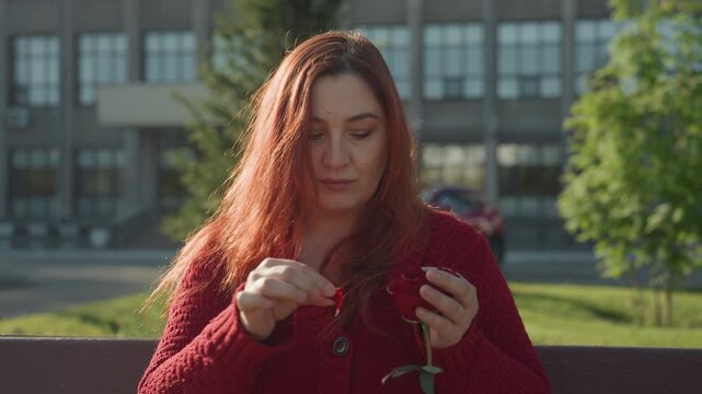 Close up of woman with long red hair wearing textured knit sweater carefully untangling or examining stem and petals of single deep red rose while seated outdoors on bench. background