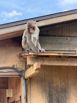 Wild monkey climbing wooden roof beam Japan