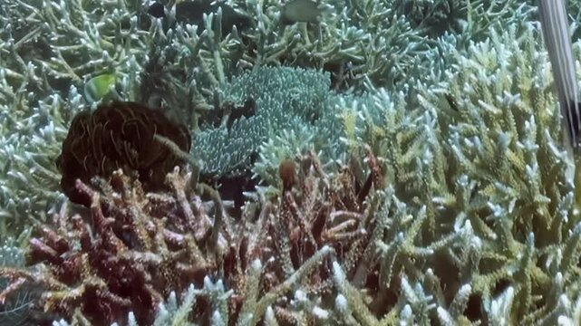 Observe an enchanting underwater realm alive with diverse coral structures and active marine life.