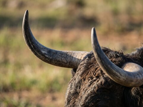 IA generated close-up detail of sharp curved horns and textured forehead hair of a Spanish bull in a natural pasture field.