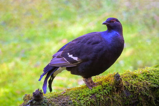 Black Grouse (Tetrao tetrix) male portrait, Bavarian forest, Germany.