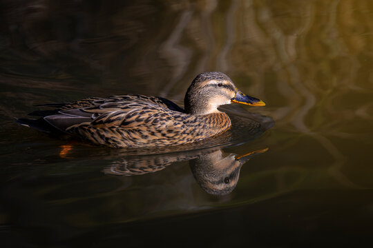 Gadwall (Mareca strepera) swimming in water with reflection, Bavarian forest, Germany.