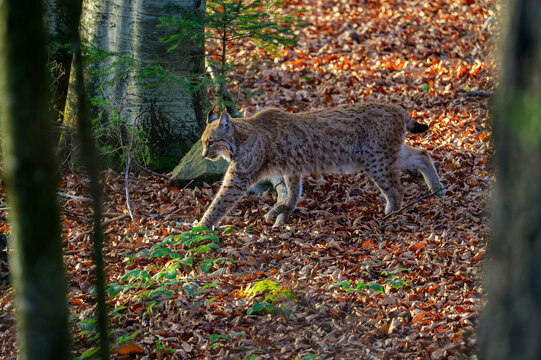 Eurasian Lynx (Lynx lynx) walking in a forest, seen behind trees with shallow depth of field, Bavarian forest, Germany.