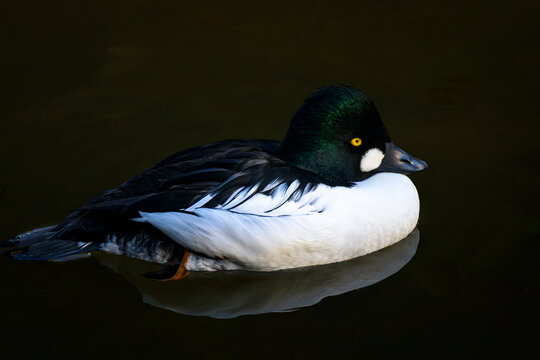 Common Goldeneye (Bucephala clangula) male swimming in water with reflection, Bavarian forest, Germany.