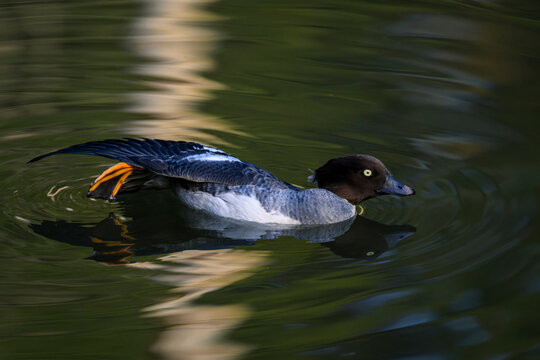 Common Goldeneye (Bucephala clangula) female stretching in water with reflection, Bavarian forest, Germany.
