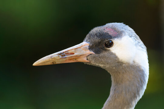 Common crane (Grus grus) portrait, close up, Bavarian forest, Germany.