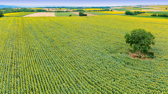 Aerial view of a solitary green tree standing in a vast, blooming yellow sunflower field